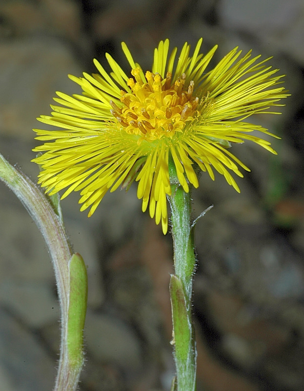 Fiori nella Riserva delle Agoraie